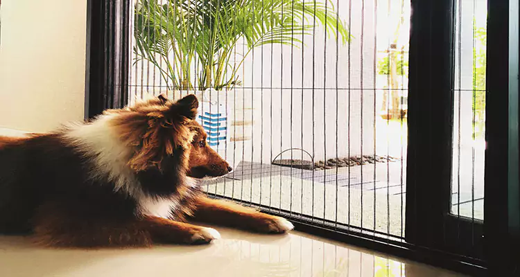 Sliding Screen Pet Door Repair in Gainesville, FL