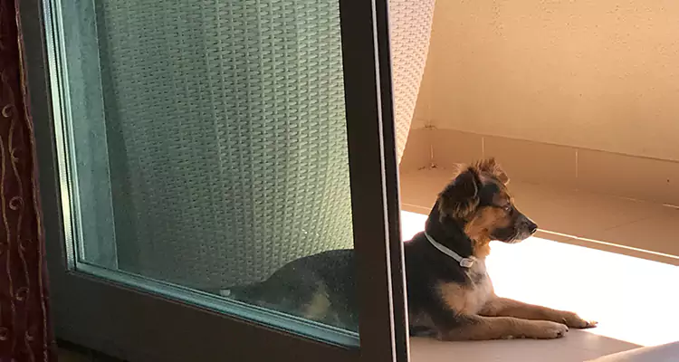 French Door Pet Screen Repair in Gainesville, FL